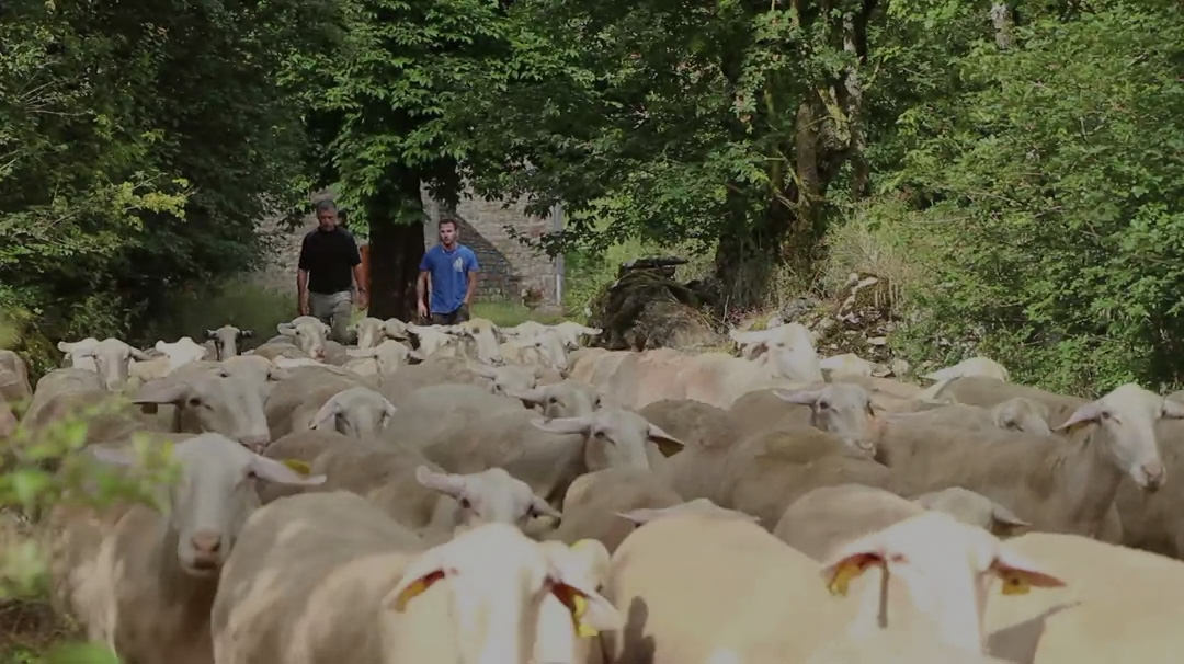 aveyron-brebis-bio-video-accroche