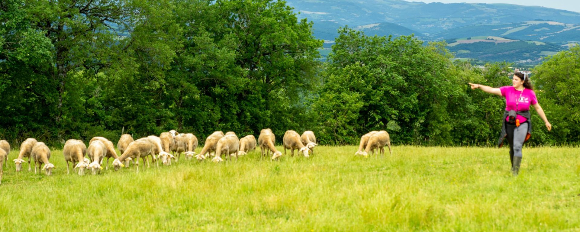 GAEC de Nougras - Aveyron Brebis Bio - Dans les champs